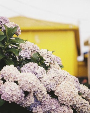 Bahçedeki güzel çiçekler