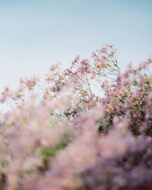 Bahçede güzel bahar çiçekleri