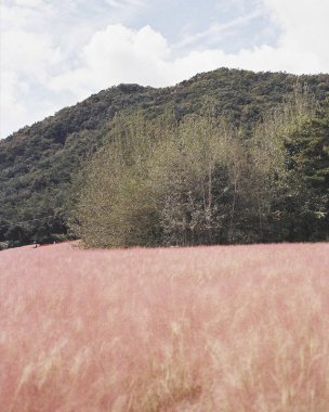 Ağaçlarla kaplı güzel bir manzara.