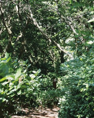 Parktaki güzel orman