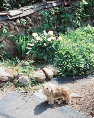 Parktaki güzel köpek