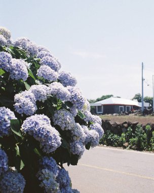 Bahçedeki güzel çiçekler