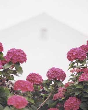 Bahçedeki güzel çiçekler