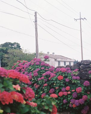 Bahçedeki güzel çiçekler