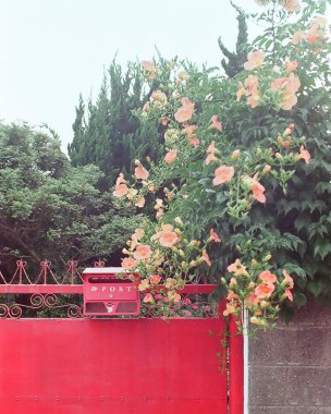 Bahçede kırmızı ve beyaz çiçekler