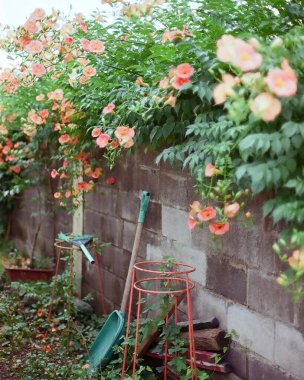 Bahçedeki güzel çiçekler