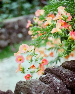 Bahçedeki güzel çiçekler