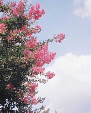 Güzel botanik fotoğrafı, doğal duvar kağıdı.