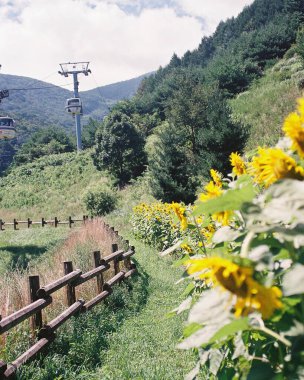 Ormandaki tahta bir köprünün dikey görüntüsü.