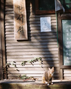 Kedi sokakta oturuyor.