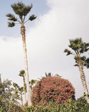 Palmiye yaprakları, bitki yaprakları.