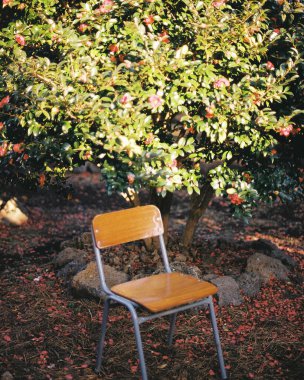 Sonbahar yaprakları, sonbahar bitkileri