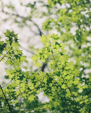 Ormanda güzel bahar yaprakları