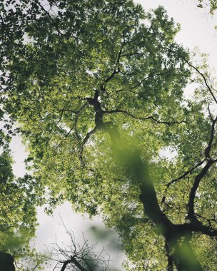 Ormanda yeşil ağaçlar