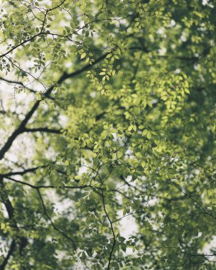 Ormanda yeşil ağaç dalları