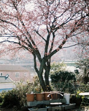 Şehir parkının güzel manzarası