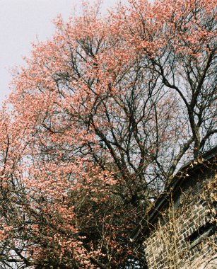 Bahçede güzel bahar çiçekleri