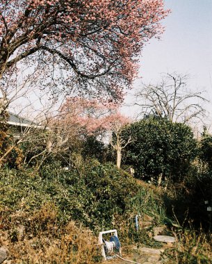 Bahçedeki güzel çiçekler