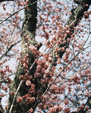 Güzel botanik fotoğrafı, doğal duvar kağıdı.