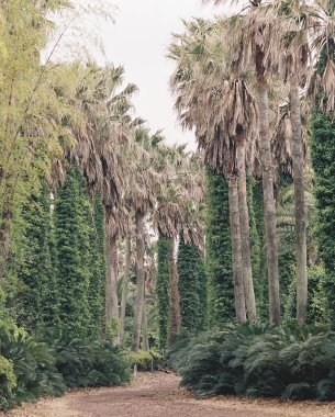 Parktaki yeşil orman