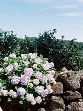 Güzel botanik fotoğrafı, doğal duvar kağıdı.
