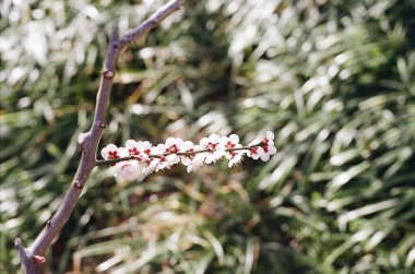 Bir dalda beyaz çiçekler
