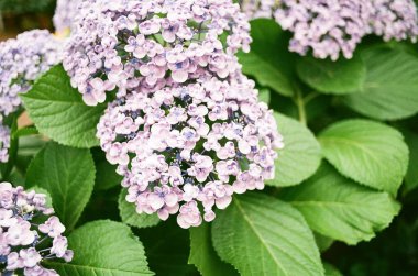 Bahçedeki ortanca çiçekleri, kapatın.