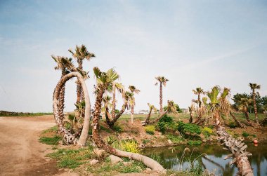 Nehir ve gölü olan güzel bir manzara.