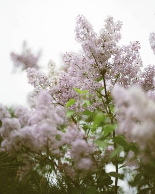 Bahçedeki güzel pembe çiçekler