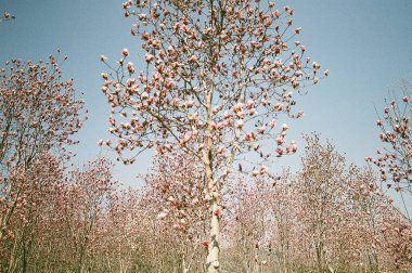İlkbaharda tomurcuklu ağaç