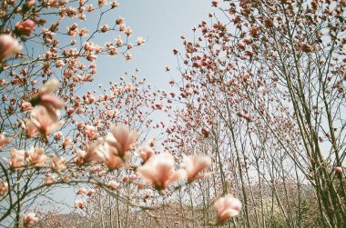 Güzel botanik fotoğrafı, doğal duvar kağıdı.