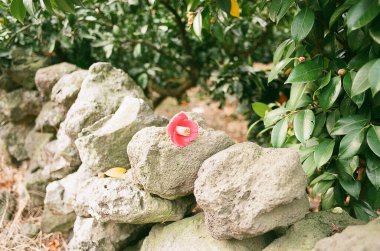 Yerde kırmızı ve beyaz çiçekler