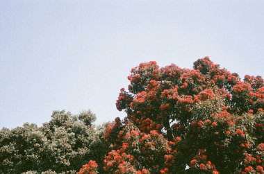 Güzel botanik fotoğrafı, doğal duvar kağıdı.