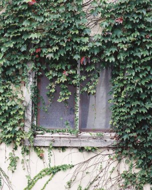 Eski evde sarmaşık ve sarmaşık olan pencere