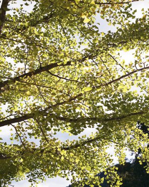 Ormanda sonbahar yaprakları