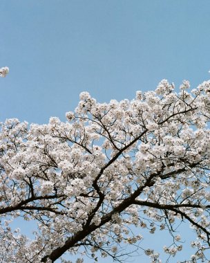 Bahçede beyaz çiçekler