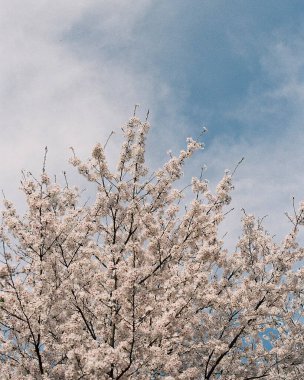 Güzel botanik fotoğrafı, doğal duvar kağıdı.