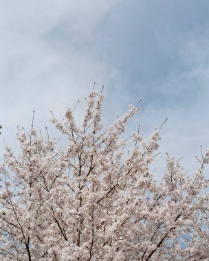 Güzel botanik fotoğrafı, doğal duvar kağıdı.