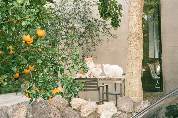 Bahçedeki sevimli kedi.