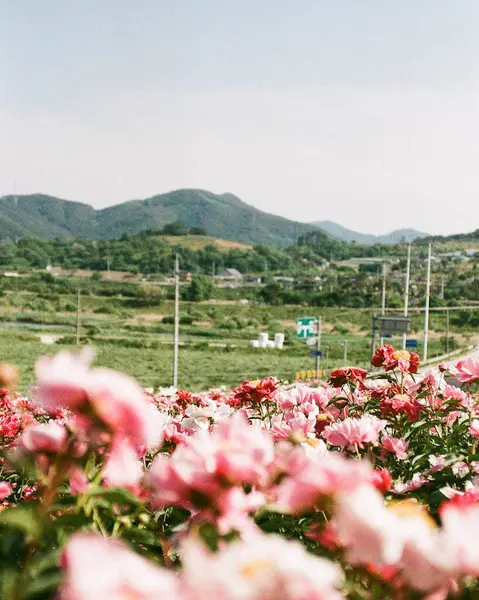 Bahçedeki güzel çiçekler