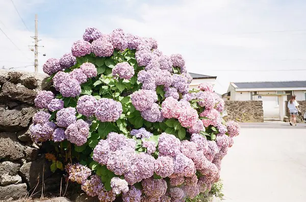 Güzel, beyaz ve mor bir gülün yakın plan çekimi.