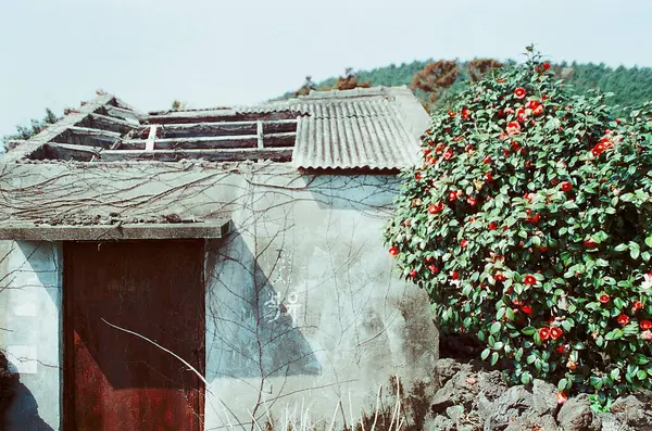 Güzel botanik fotoğrafı, doğal duvar kağıdı.