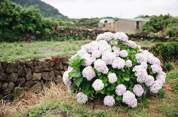 Bahçedeki güzel çiçekler