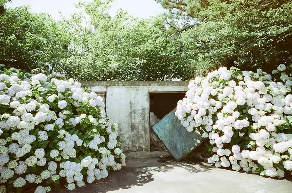 Bahçedeki güzel çiçekler