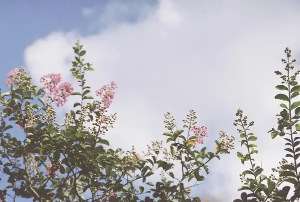 Güzel botanik fotoğrafı, doğal duvar kağıdı.