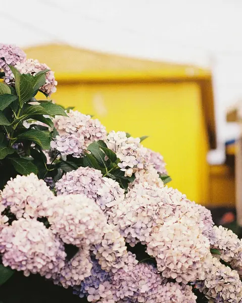 Bahçedeki güzel çiçekler