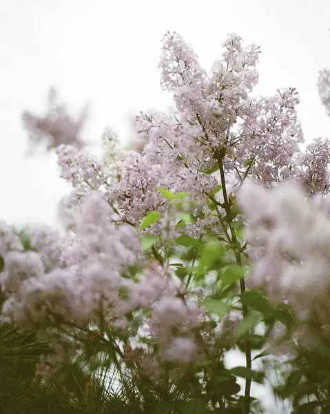 Bahçedeki güzel pembe çiçekler