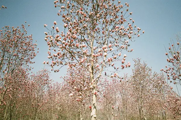 İlkbaharda tomurcuklu ağaç
