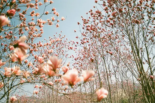 Güzel botanik fotoğrafı, doğal duvar kağıdı.