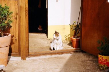 Kedi yerde oturuyor.